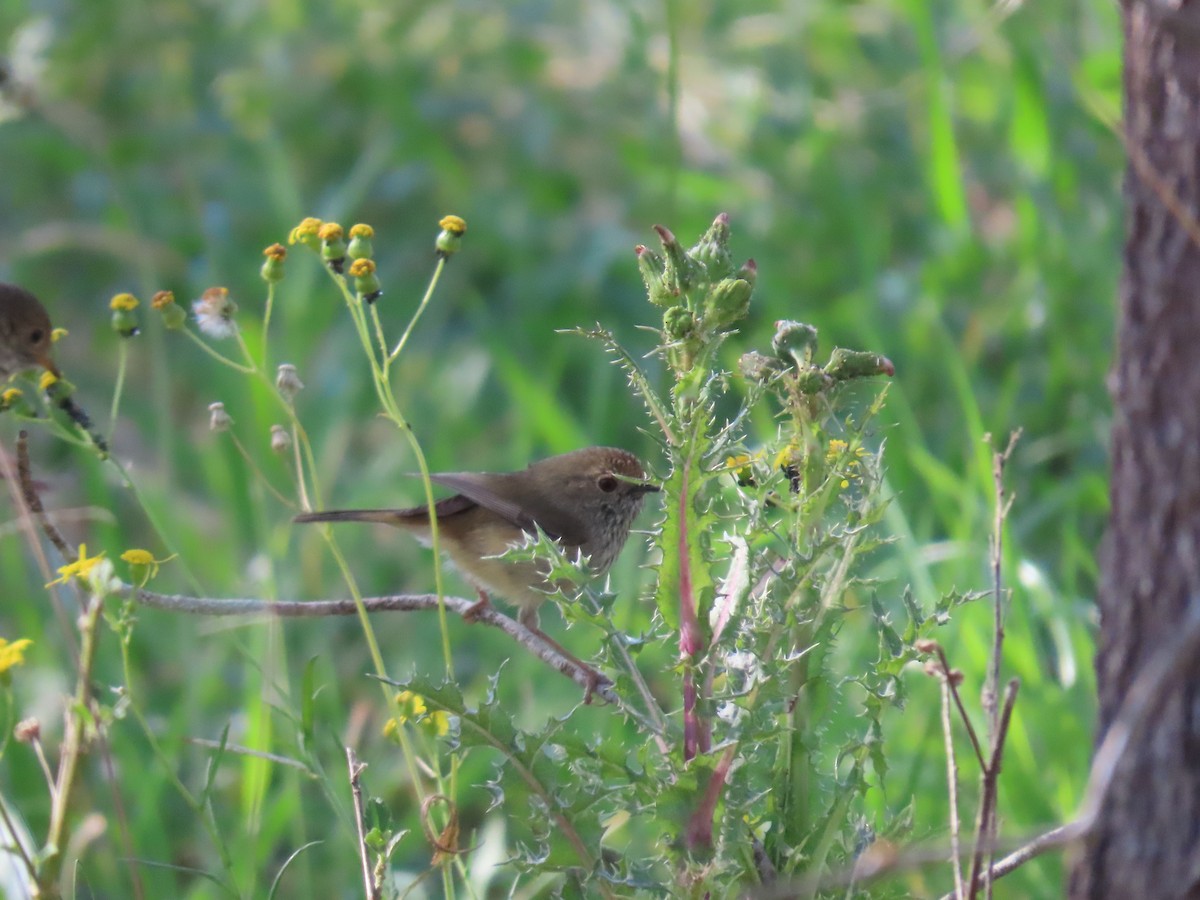 Brown Thornbill - ML623737066