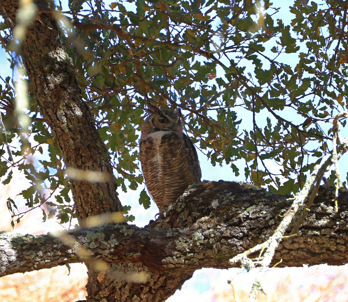 Great Horned Owl - ML623737067