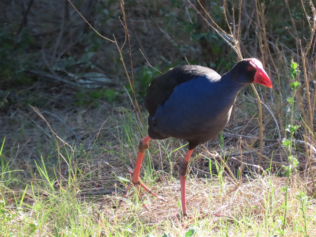 Australasian Swamphen - ML623737090