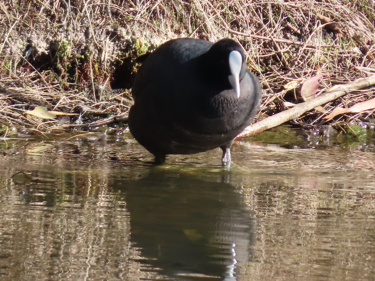 Eurasian Coot - ML623737093