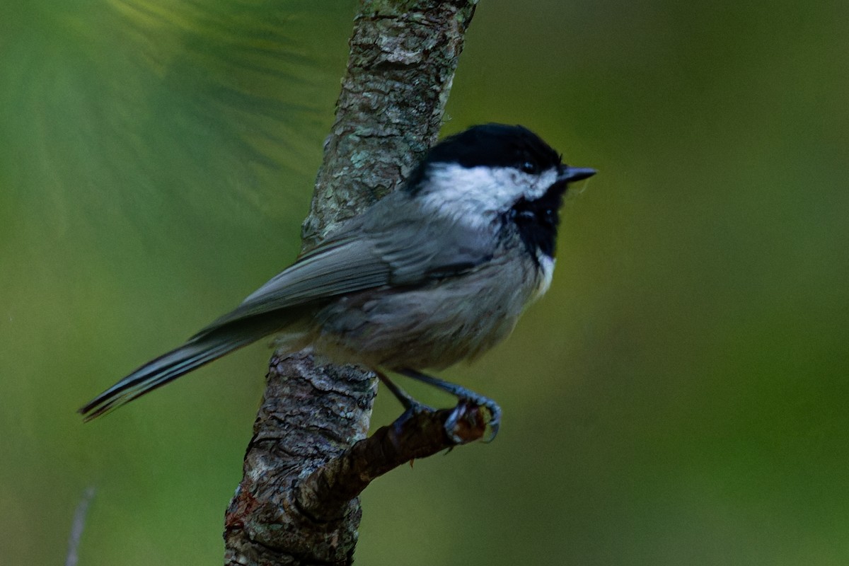 Mexican Chickadee - ML623737107