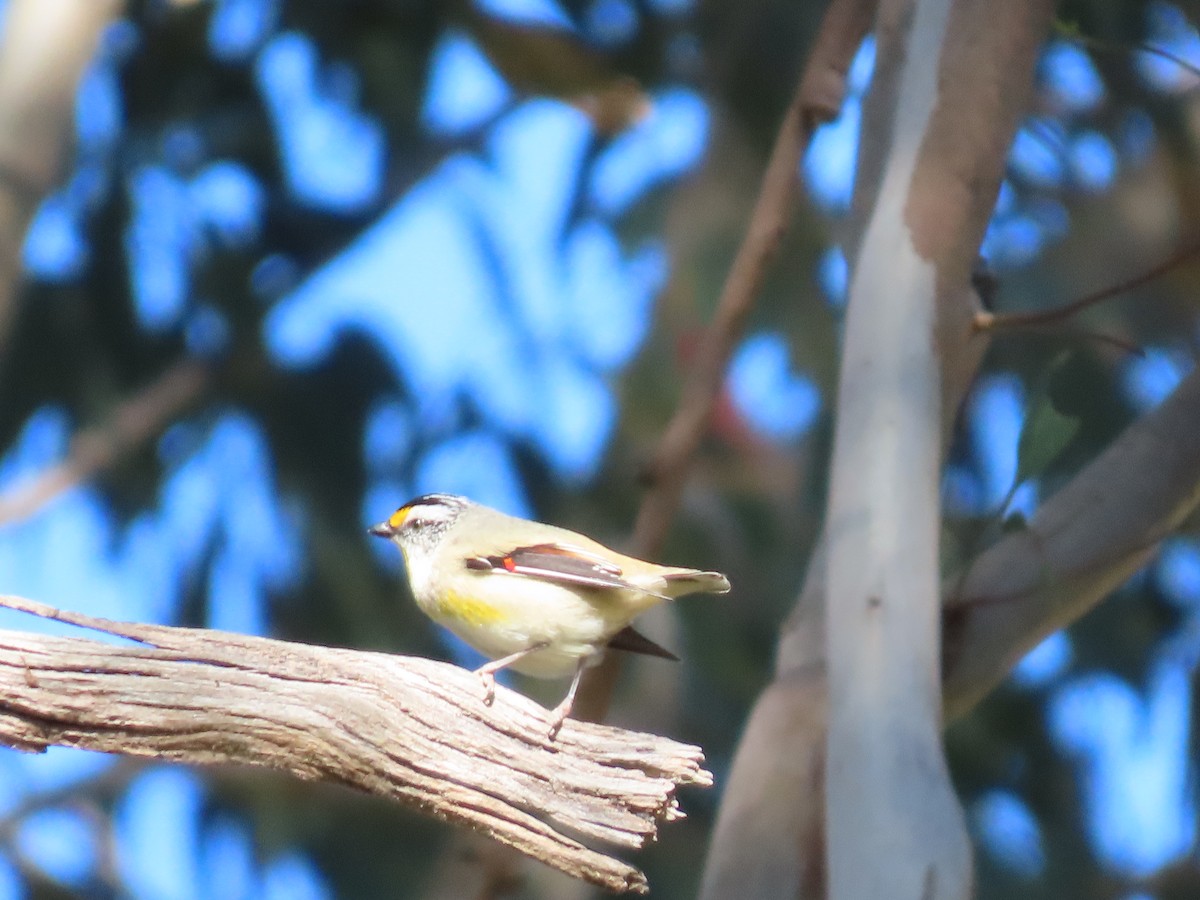 Striated Pardalote (Eastern) - ML623737120