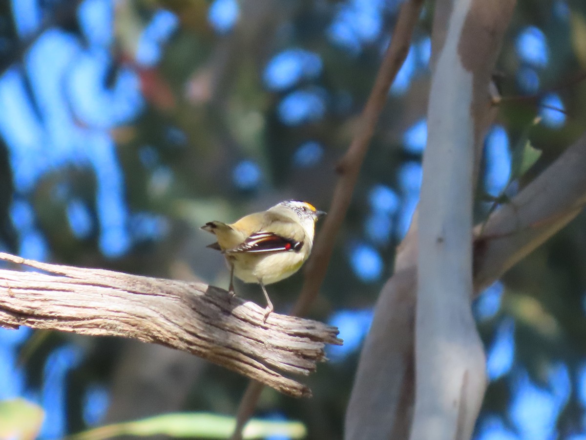 Striated Pardalote (Eastern) - ML623737121