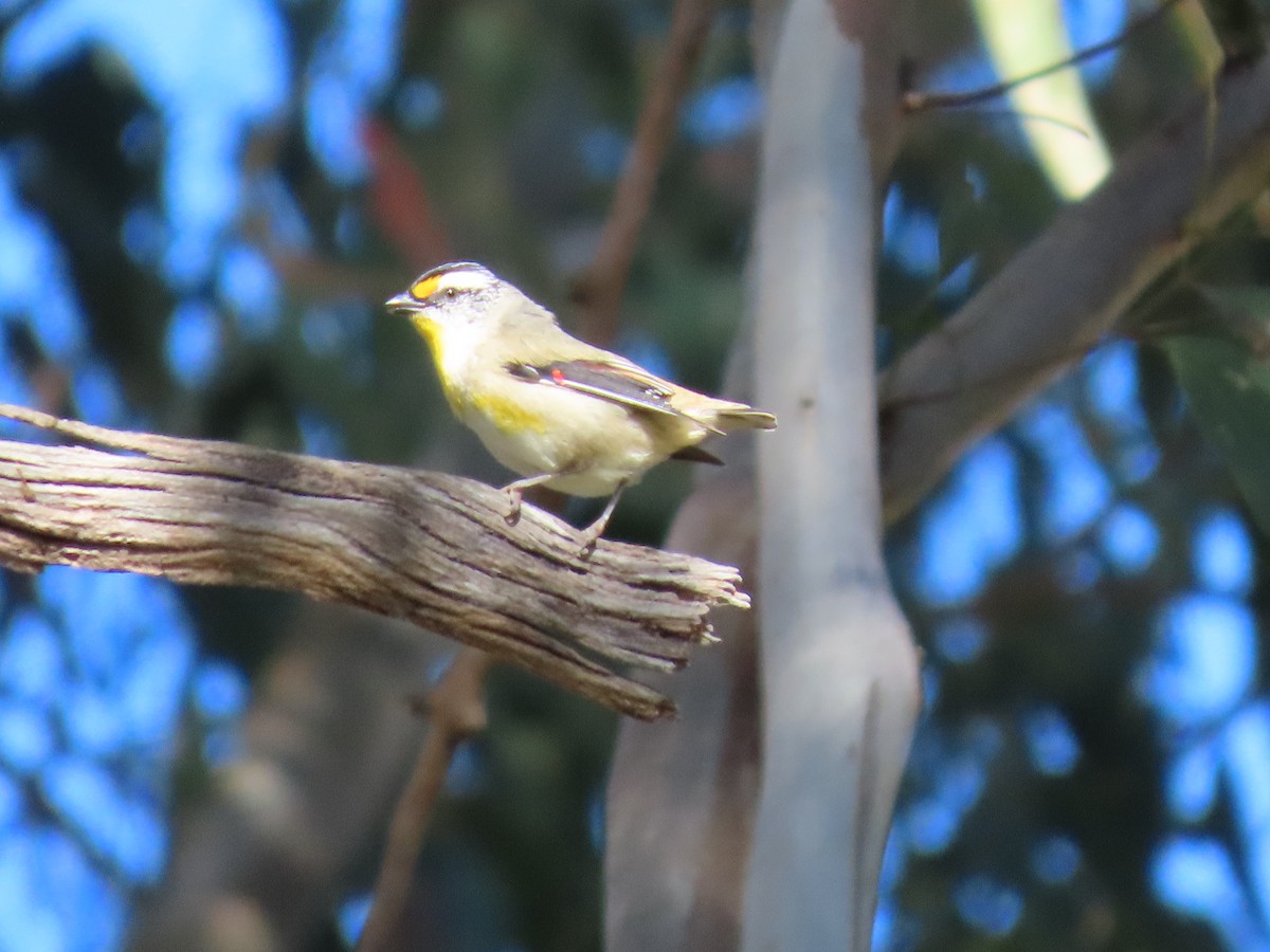 Striated Pardalote (Eastern) - ML623737122