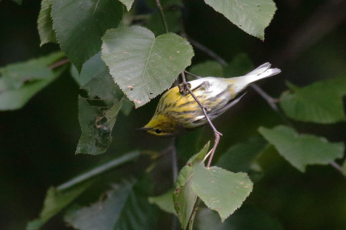 Cape May Warbler - Richard Stanton