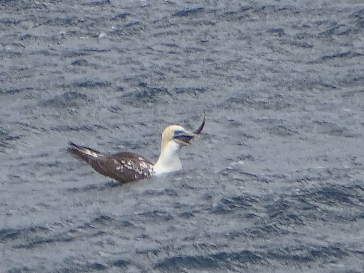 Australasian Gannet - ML623737146