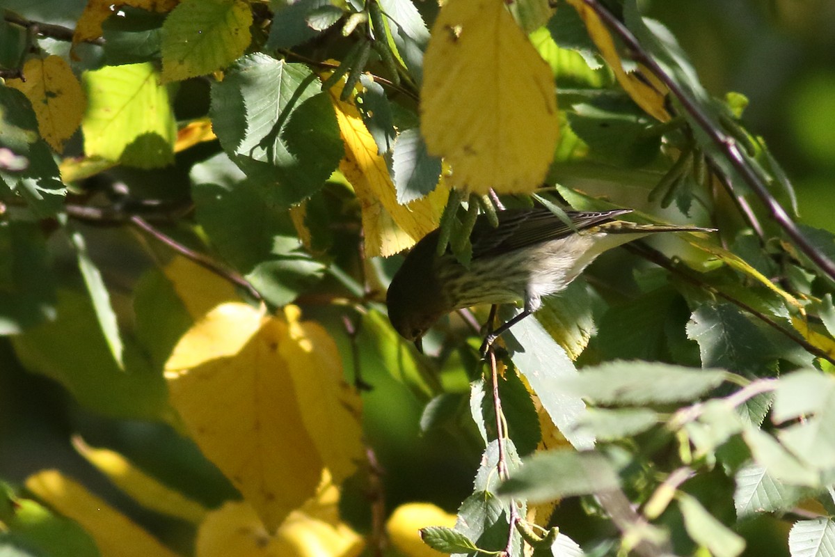 Cape May Warbler - Richard Stanton