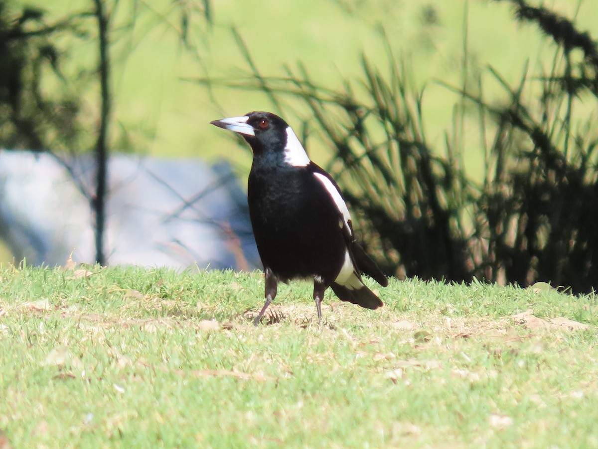 Australian Magpie (Black-backed) - ML623737202