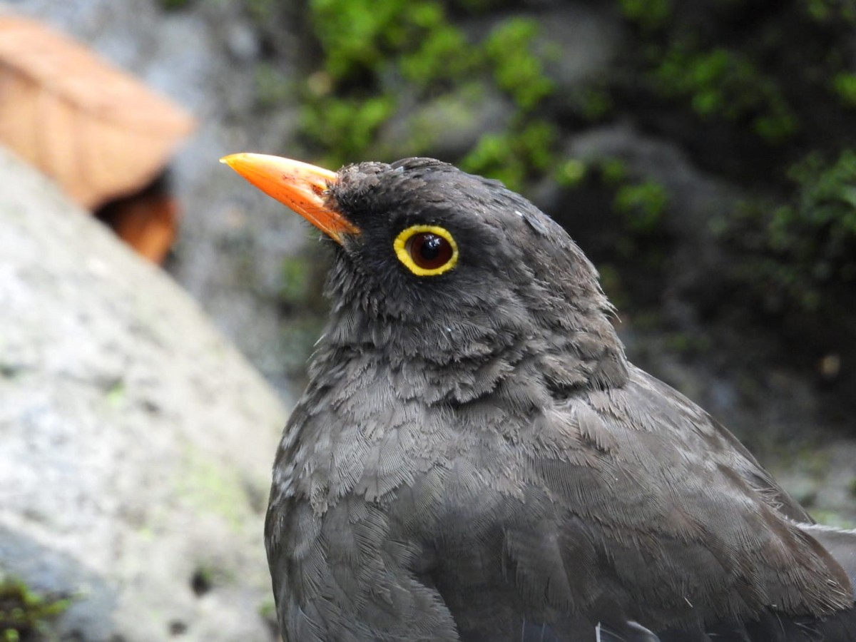 Great Thrush - ML623737233