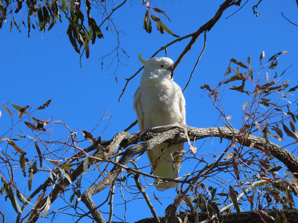 Sulphur-crested Cockatoo - ML623737247