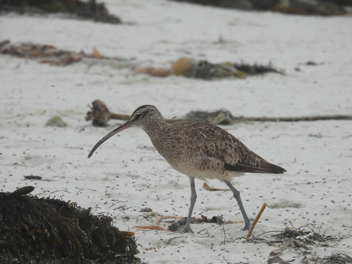 Regenbrachvogel - ML623737250