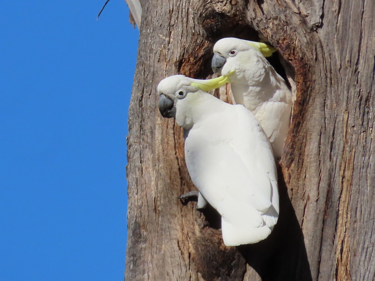 Sulphur-crested Cockatoo - ML623737258