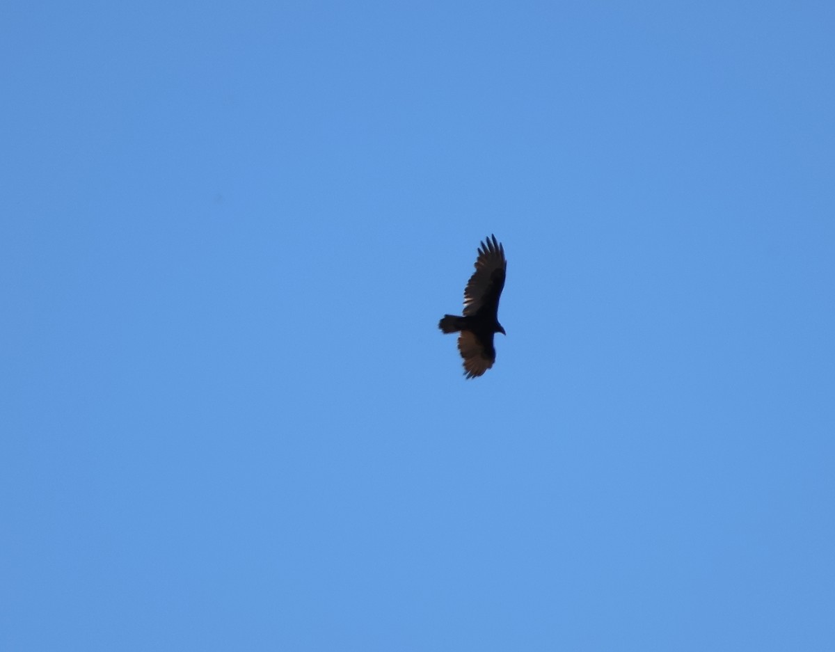 Turkey Vulture - ML623737266