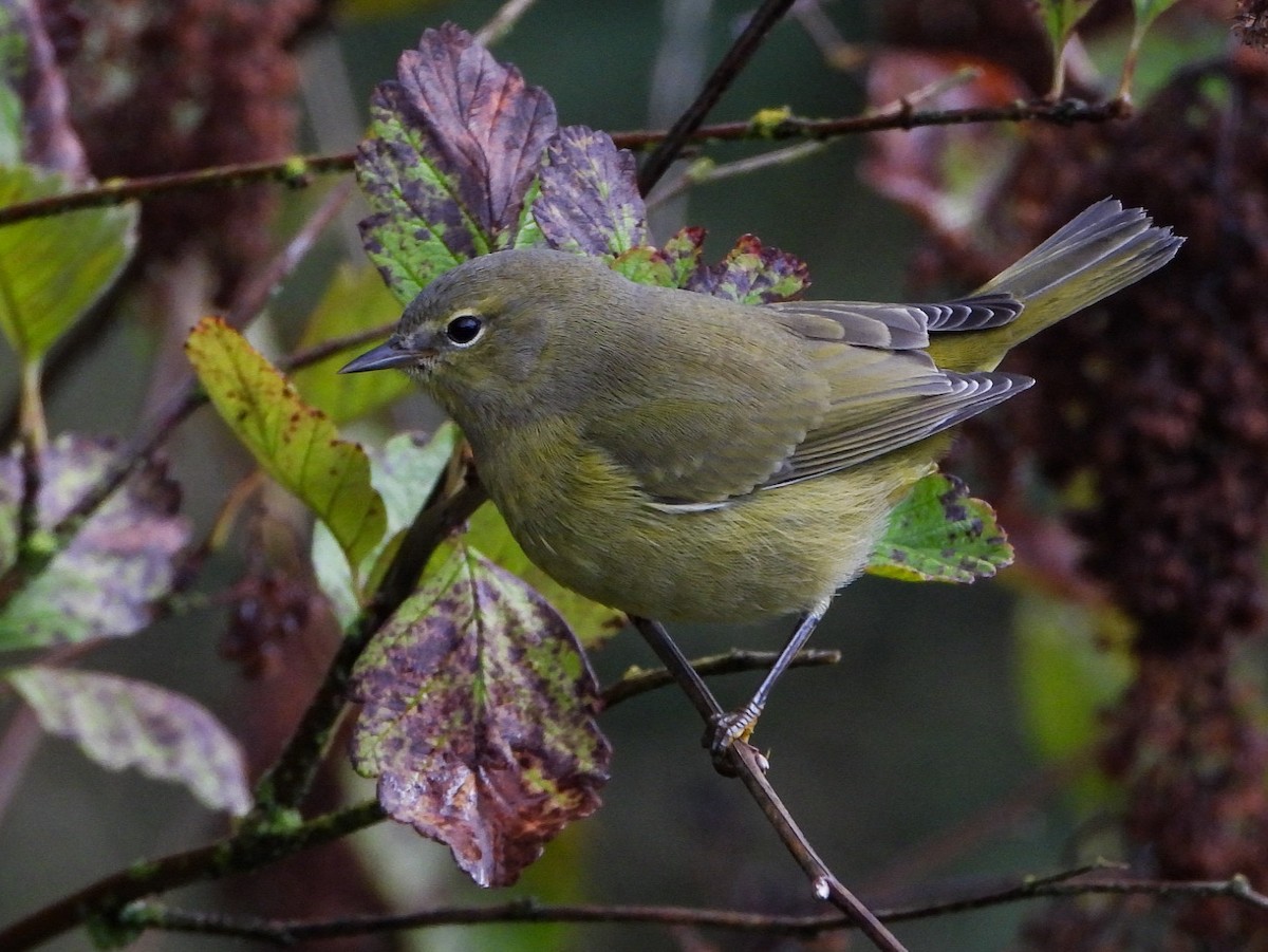 Orange-crowned Warbler - ML623737271