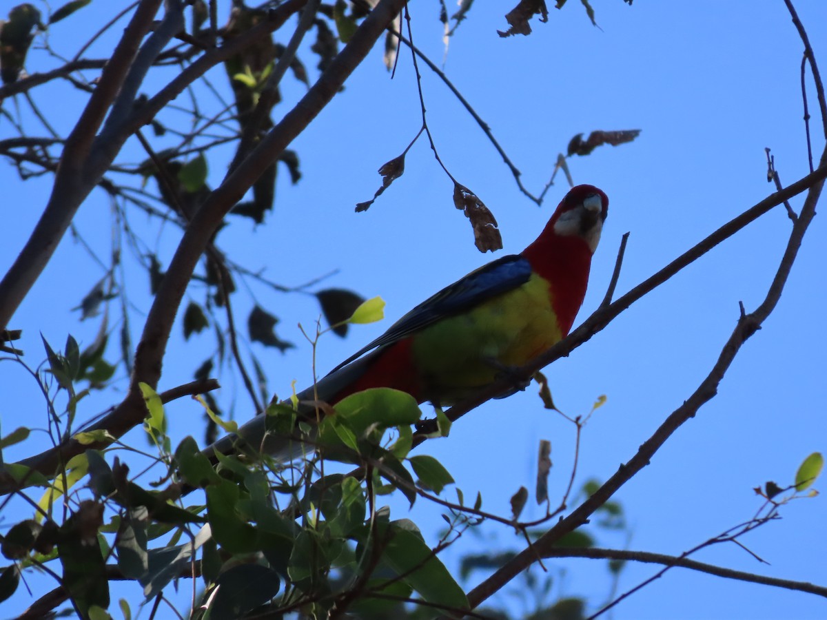 Eastern Rosella - ML623737274