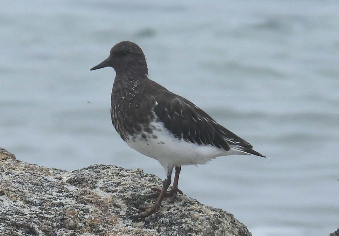 Black Turnstone - Patti Northam