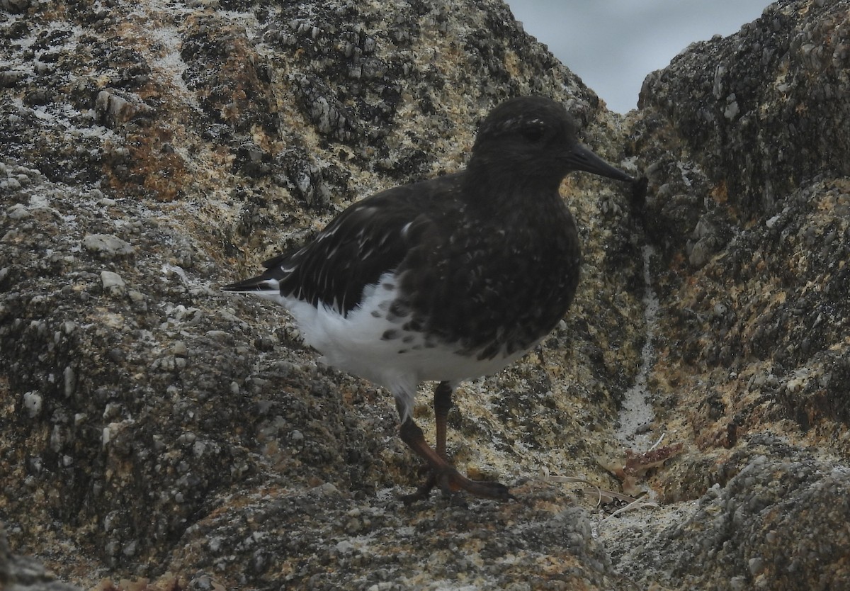 Black Turnstone - Patti Northam