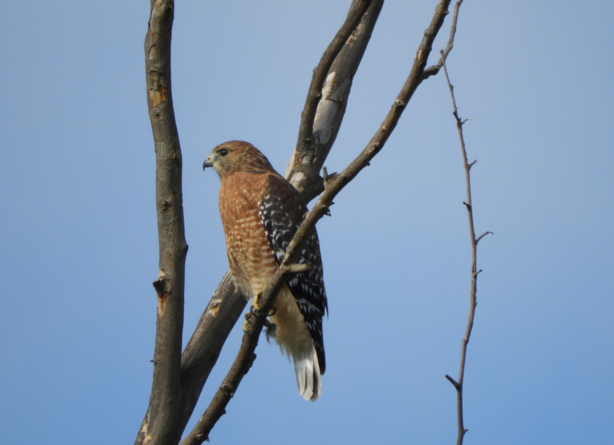 Red-shouldered Hawk - ML623737292