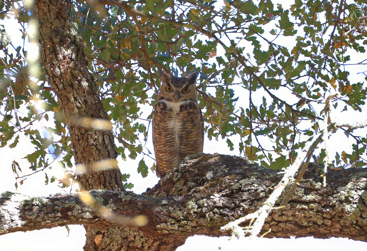 Great Horned Owl - ML623737297