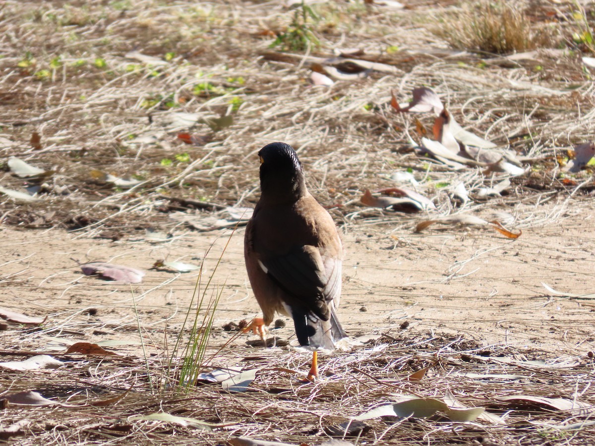 Common Myna - ML623737308