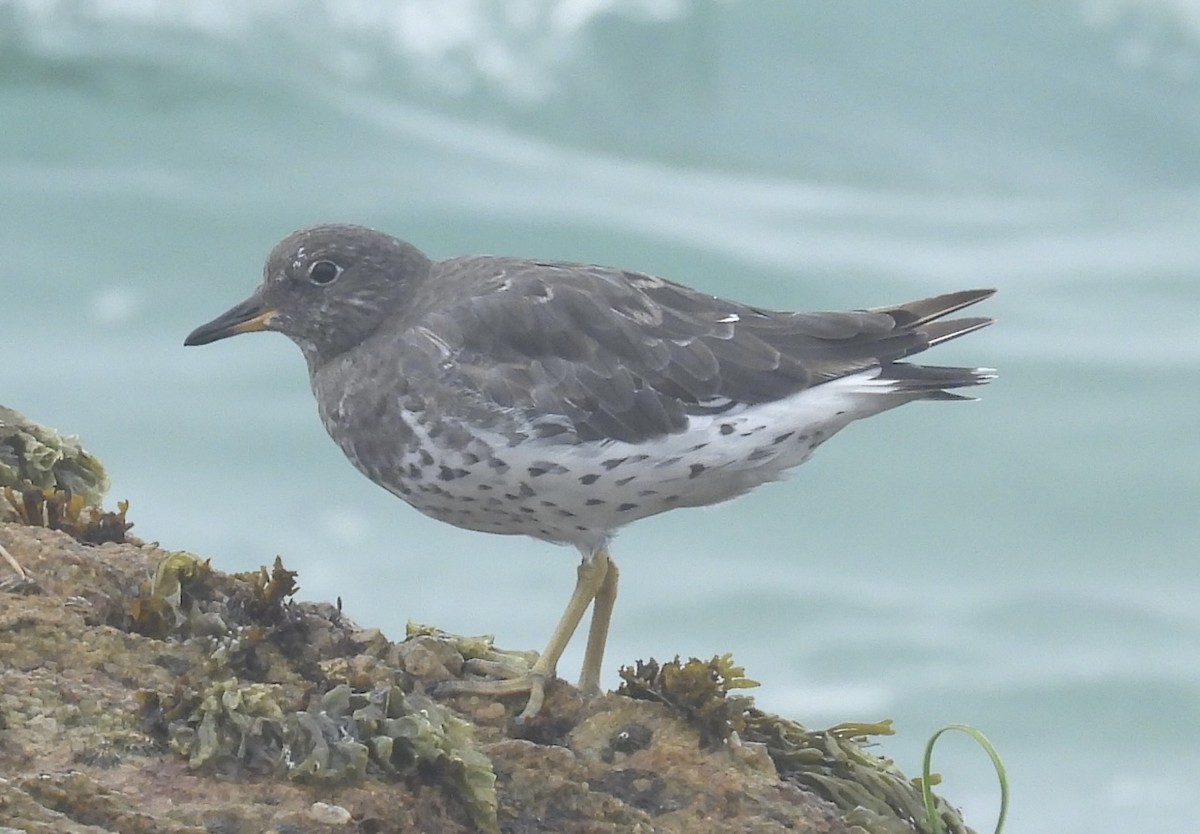 Surfbird - Patti Northam