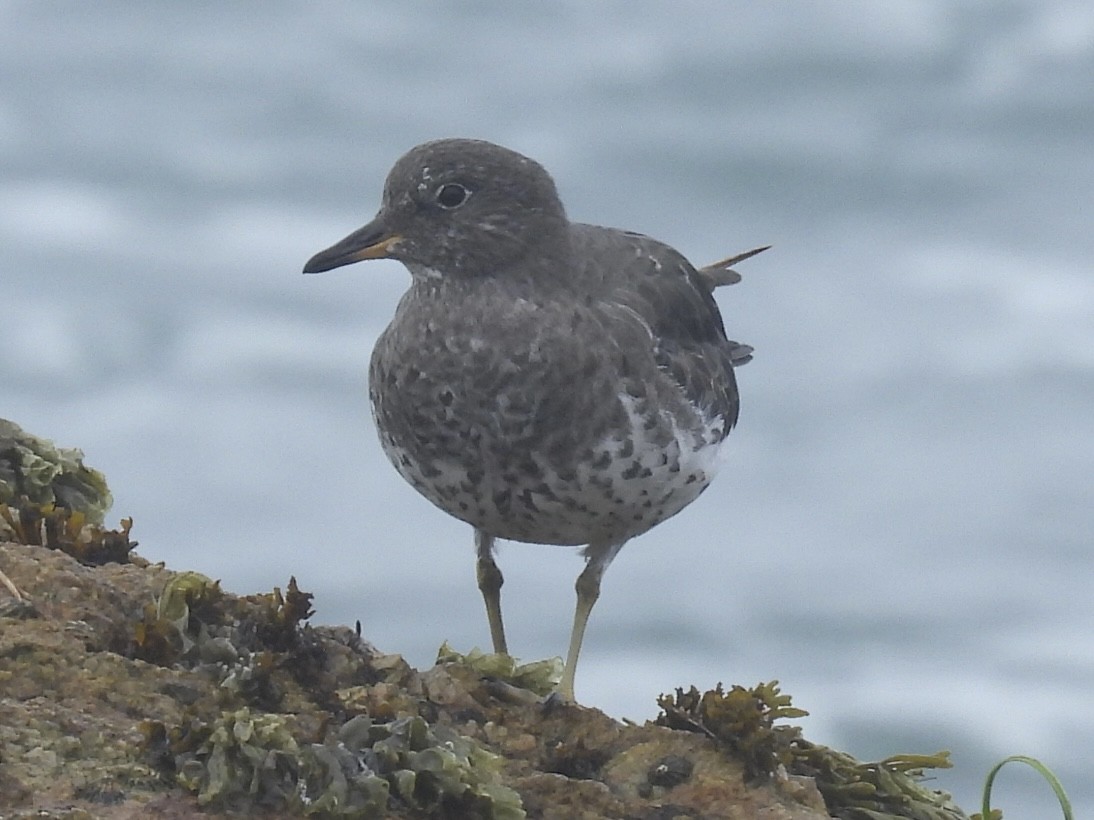 Surfbird - Patti Northam