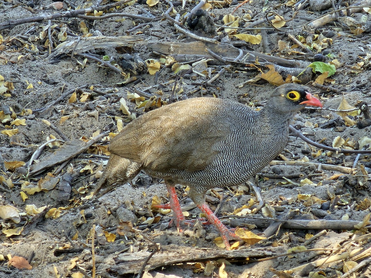 Red-billed Spurfowl - ML623737324