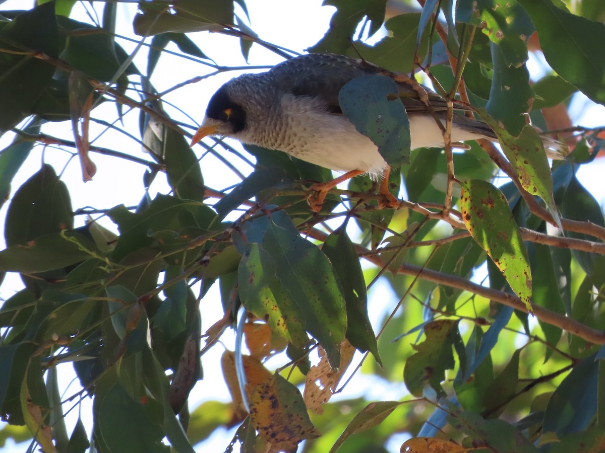 Noisy Miner - ML623737332