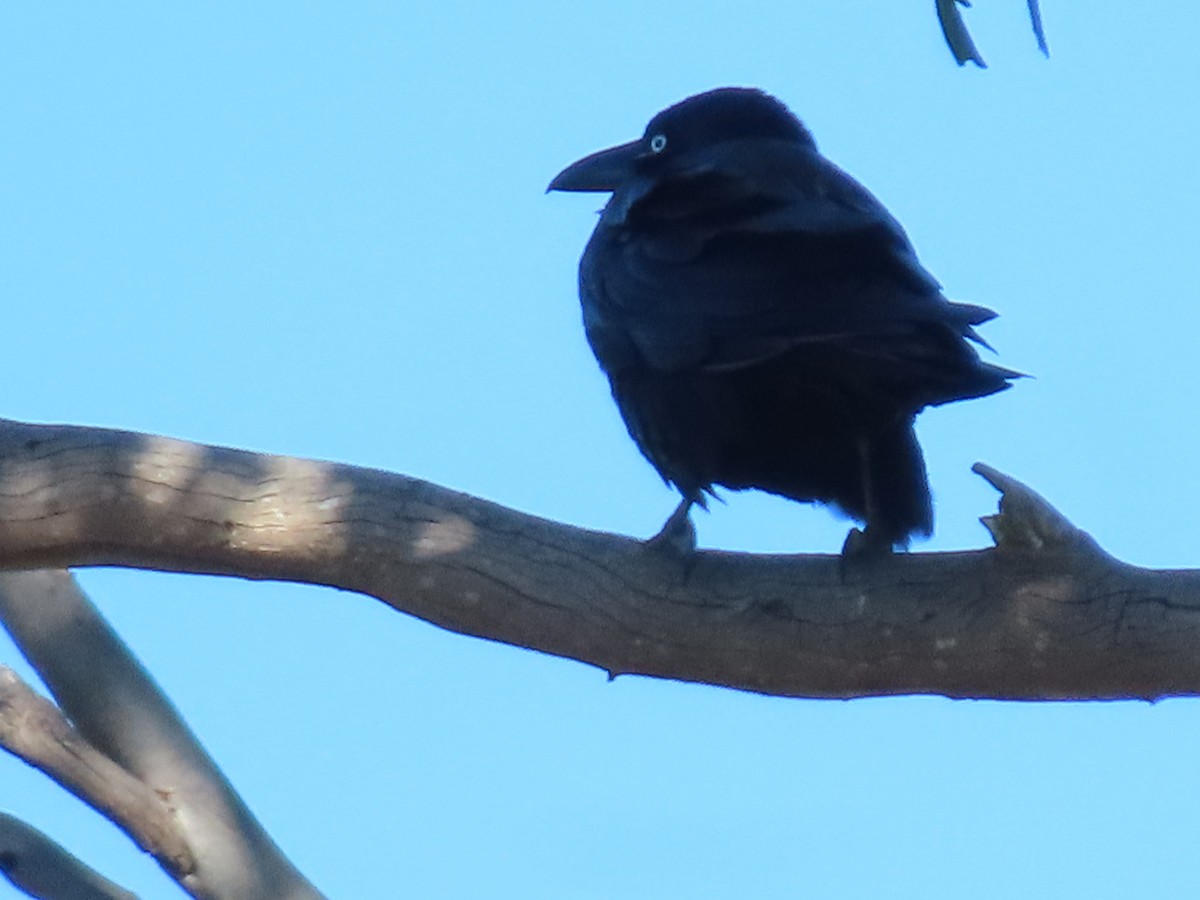 Australian Raven - ML623737356