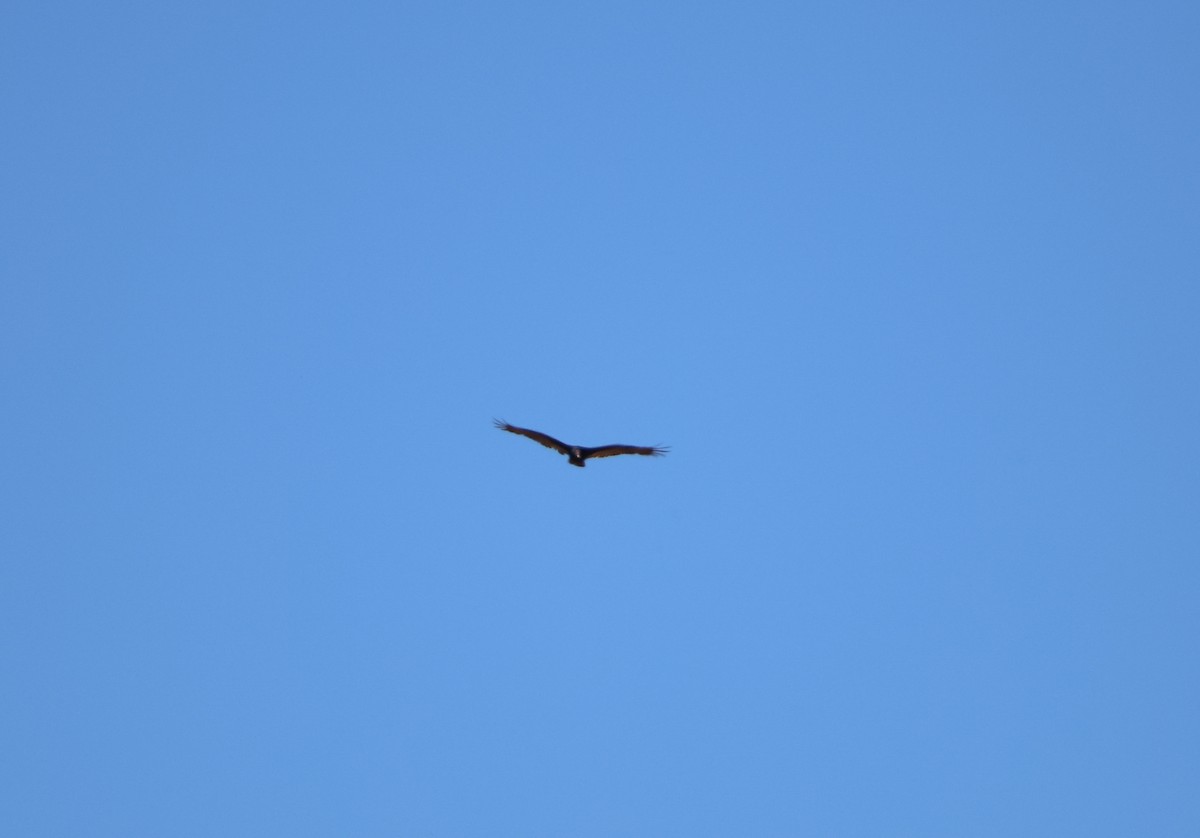 Turkey Vulture - ML623737361