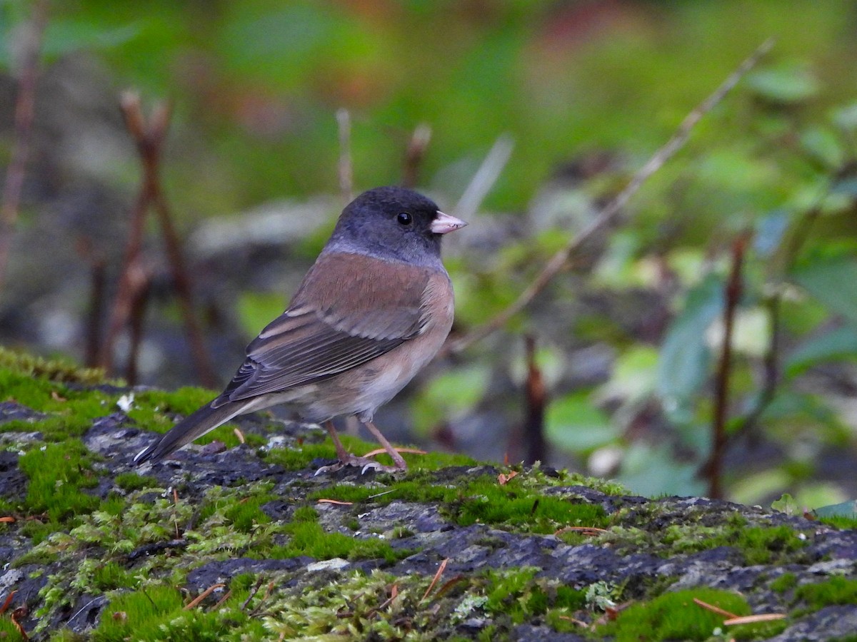 Dark-eyed Junco (Oregon) - Justin Flint