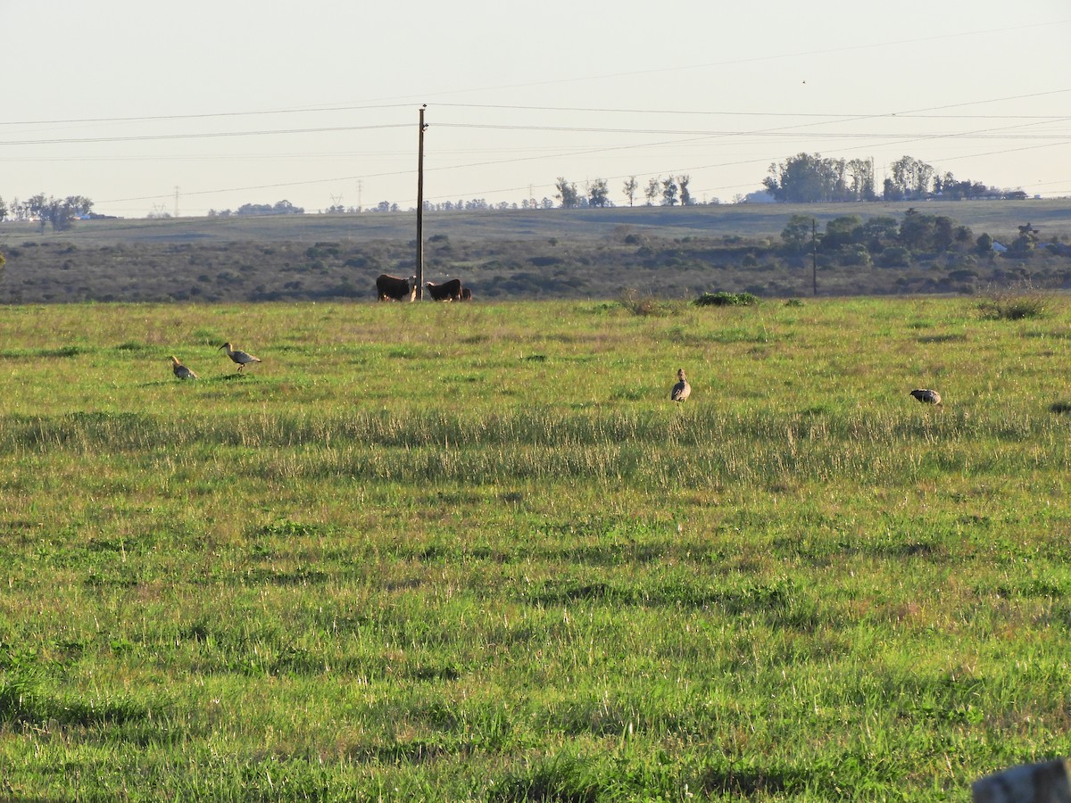 Plumbeous Ibis - ML623737385