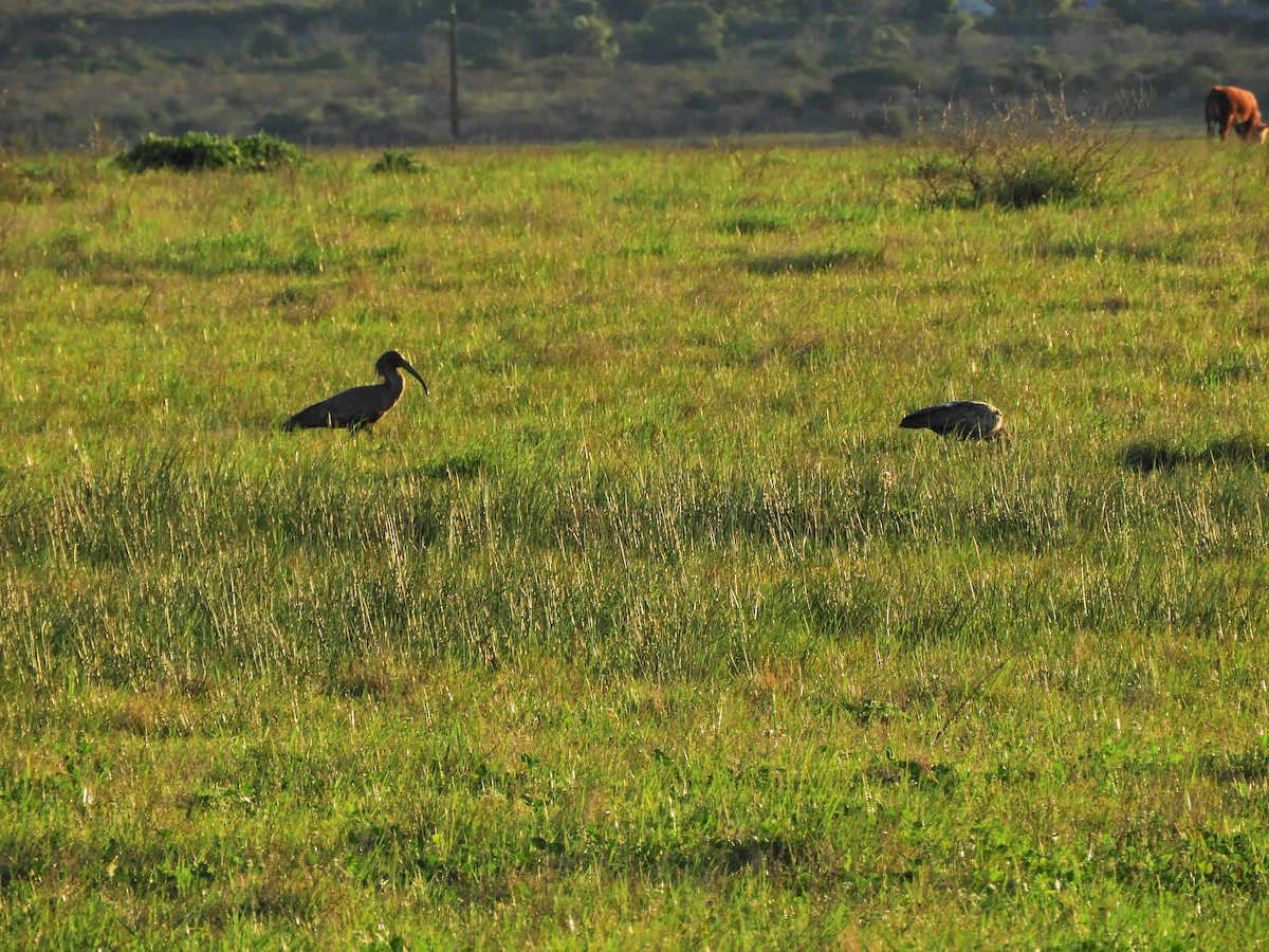 Plumbeous Ibis - ML623737386