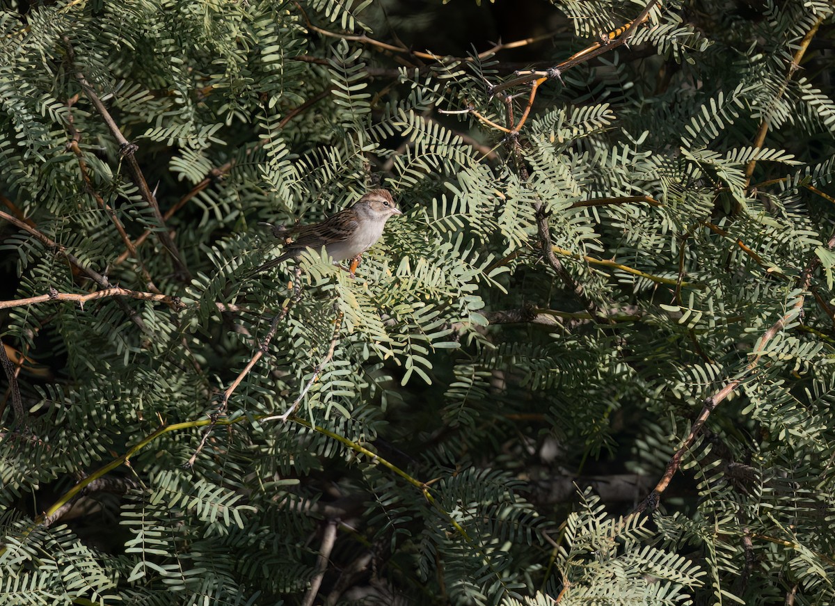 Chipping Sparrow - Cristina Avila