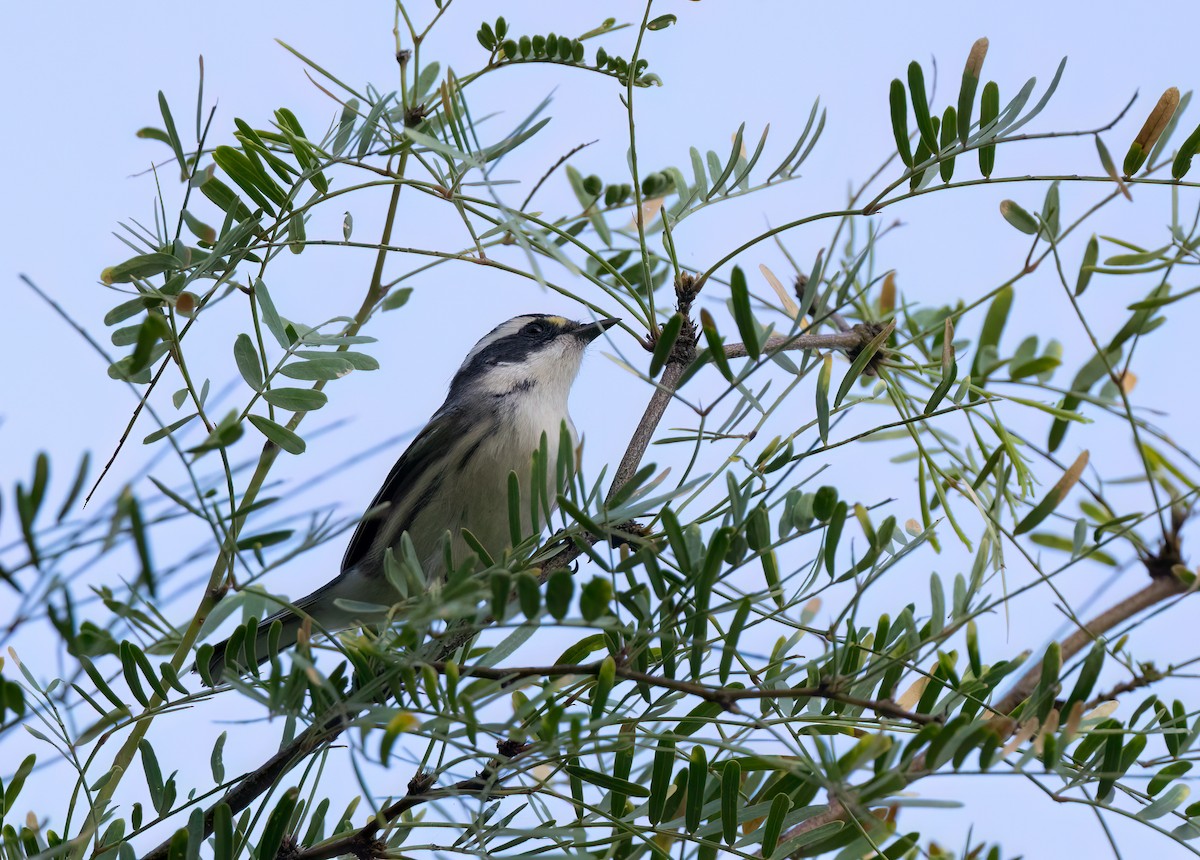 Black-throated Gray Warbler - ML623737404