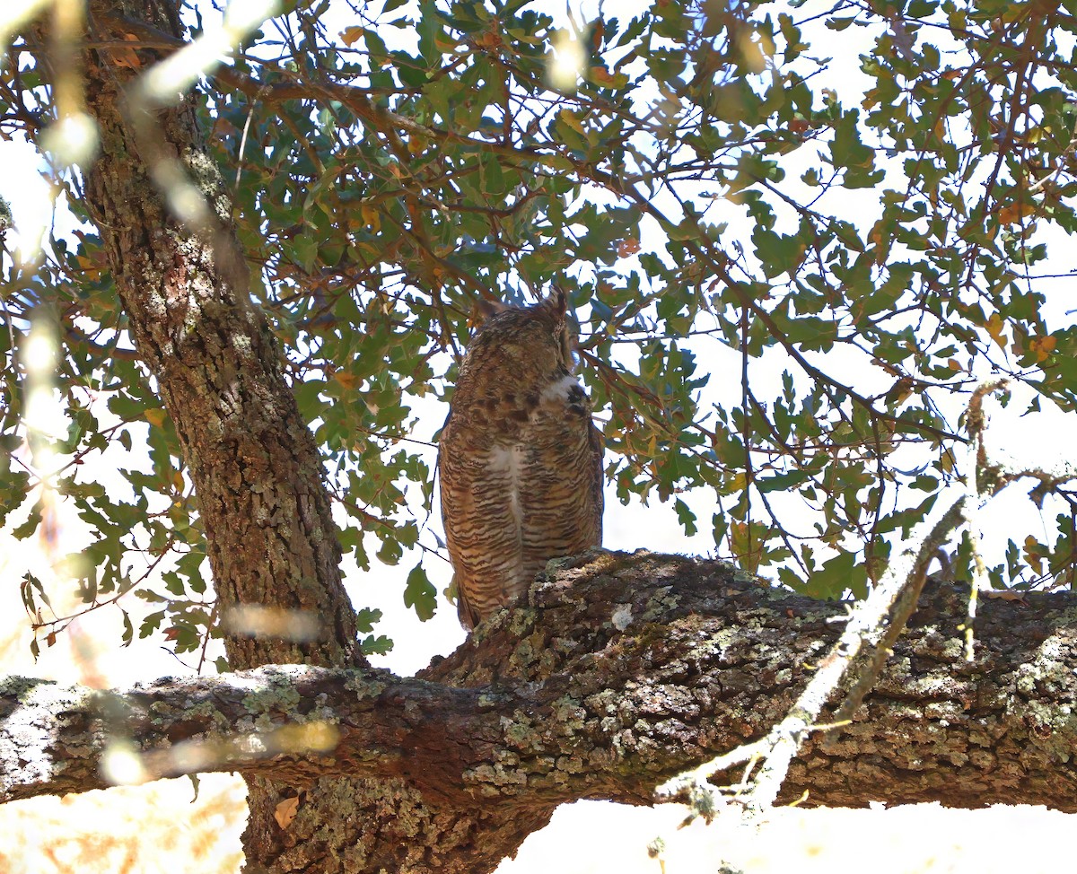 Great Horned Owl - ML623737444