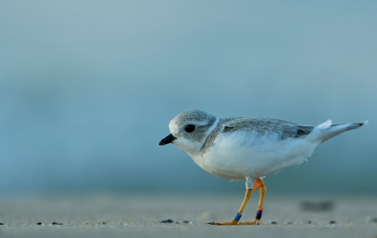 Piping Plover - ML623737445