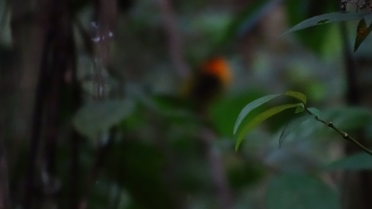 Orange-collared Manakin - ML623737449