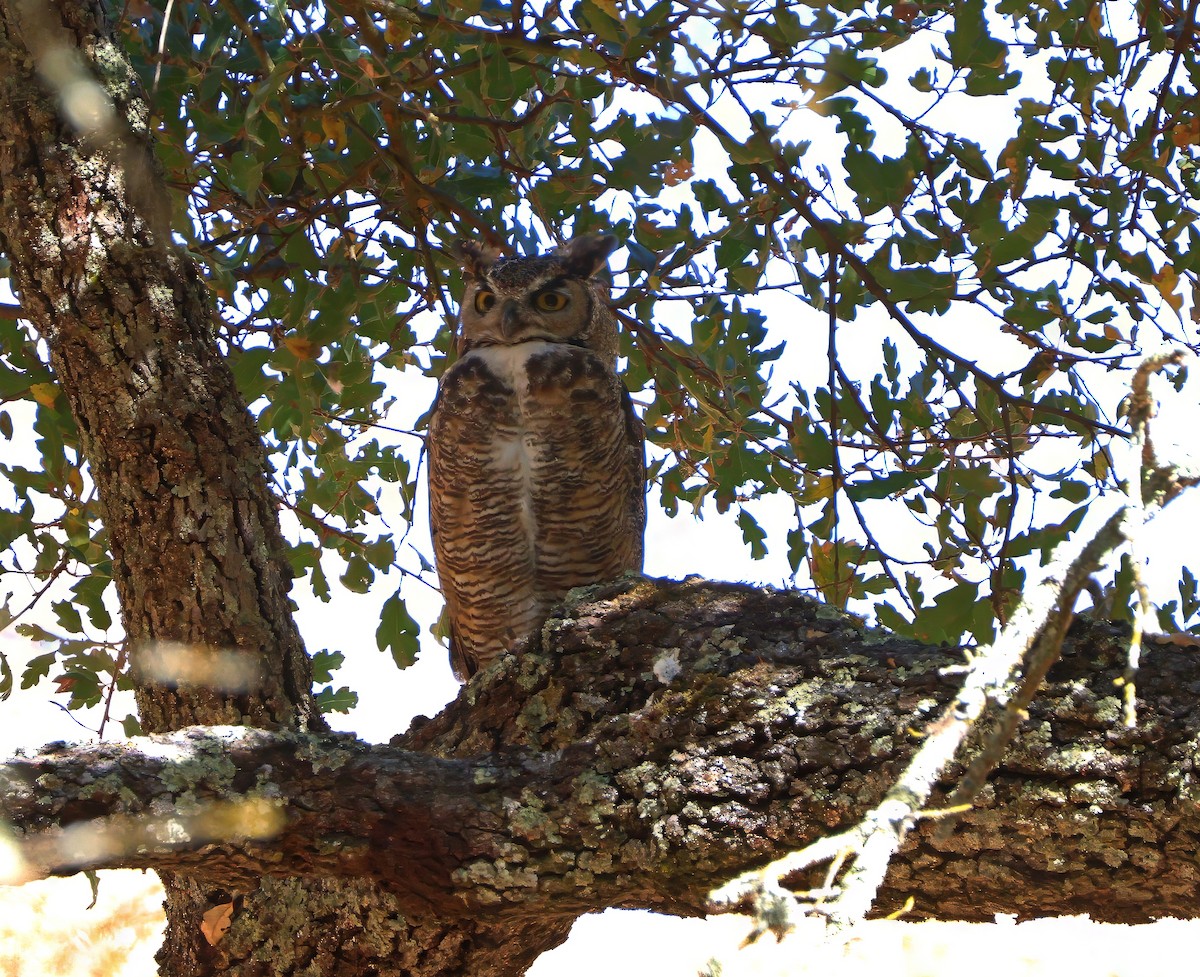 Great Horned Owl - ML623737507