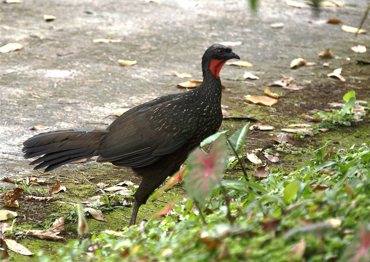 Dusky-legged Guan - ML623737510