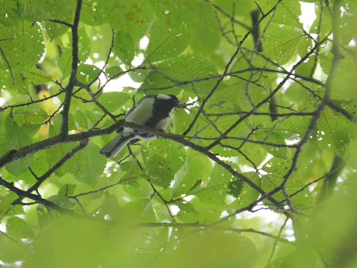 Japanese Tit - ML623737523