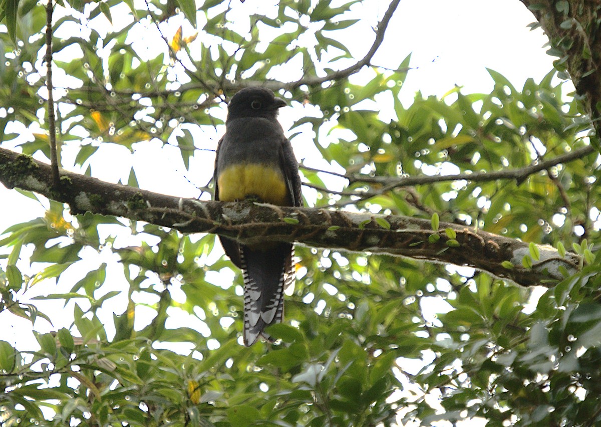 Green-backed Trogon - ML623737526
