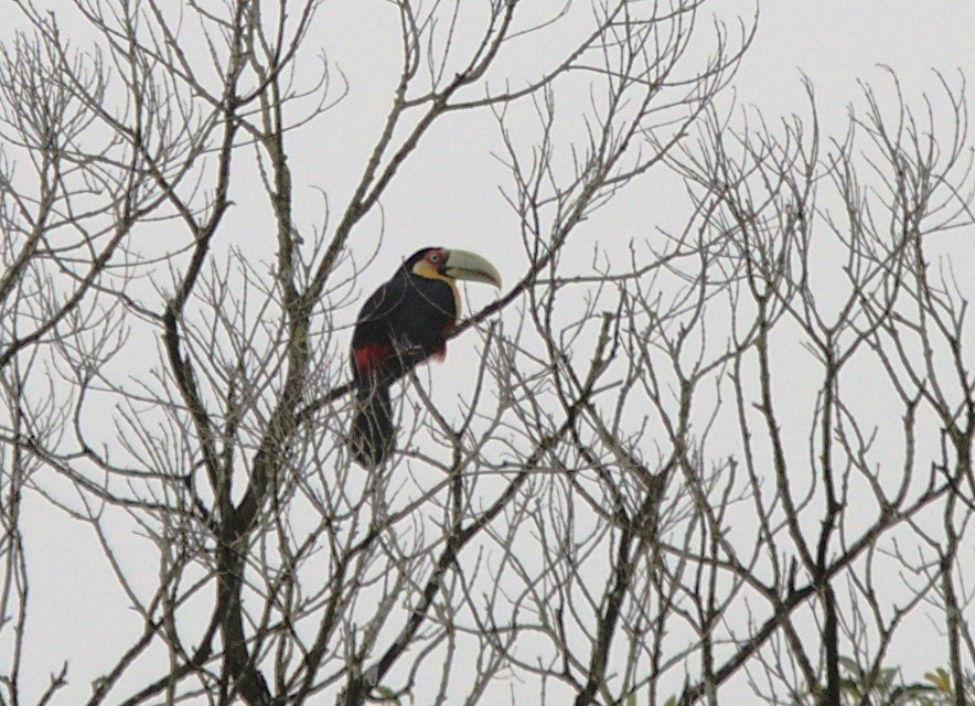 Toucan à ventre rouge - ML623737529