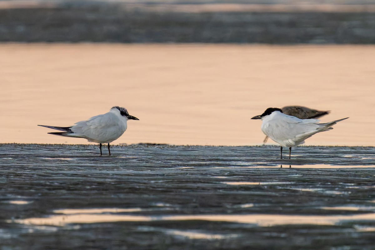 Australian Tern - ML623737543