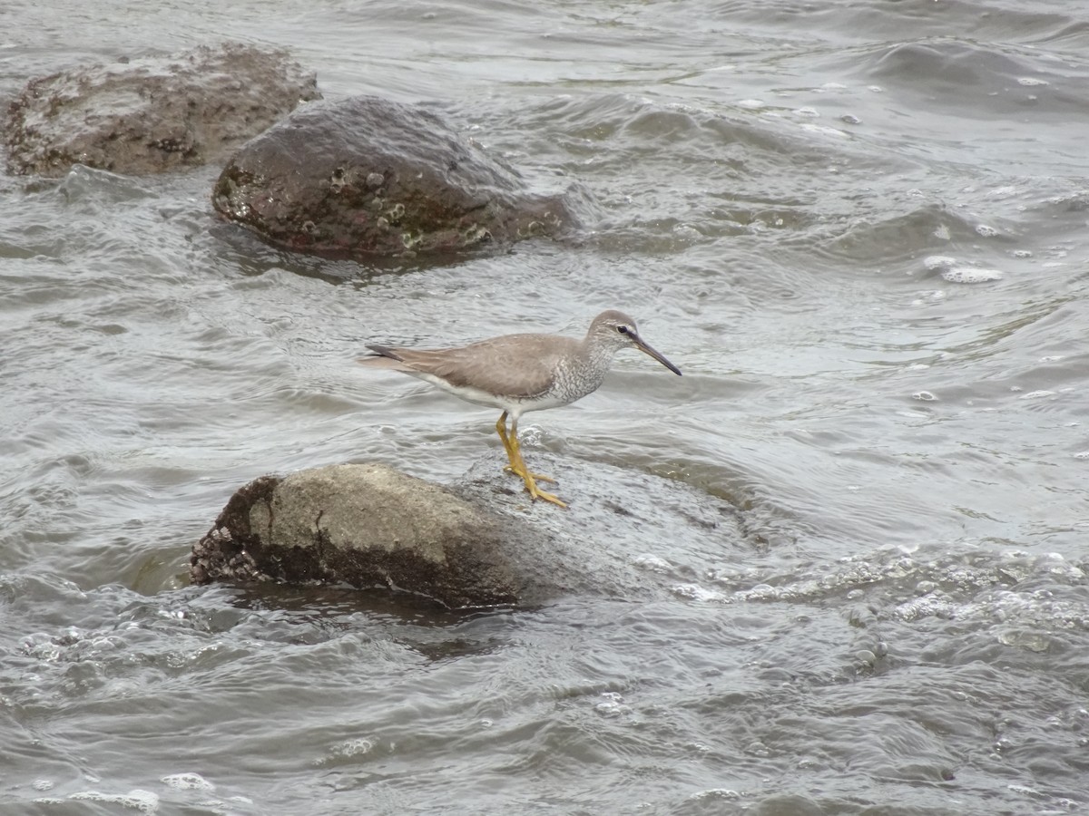 Gray-tailed Tattler - ML623737556