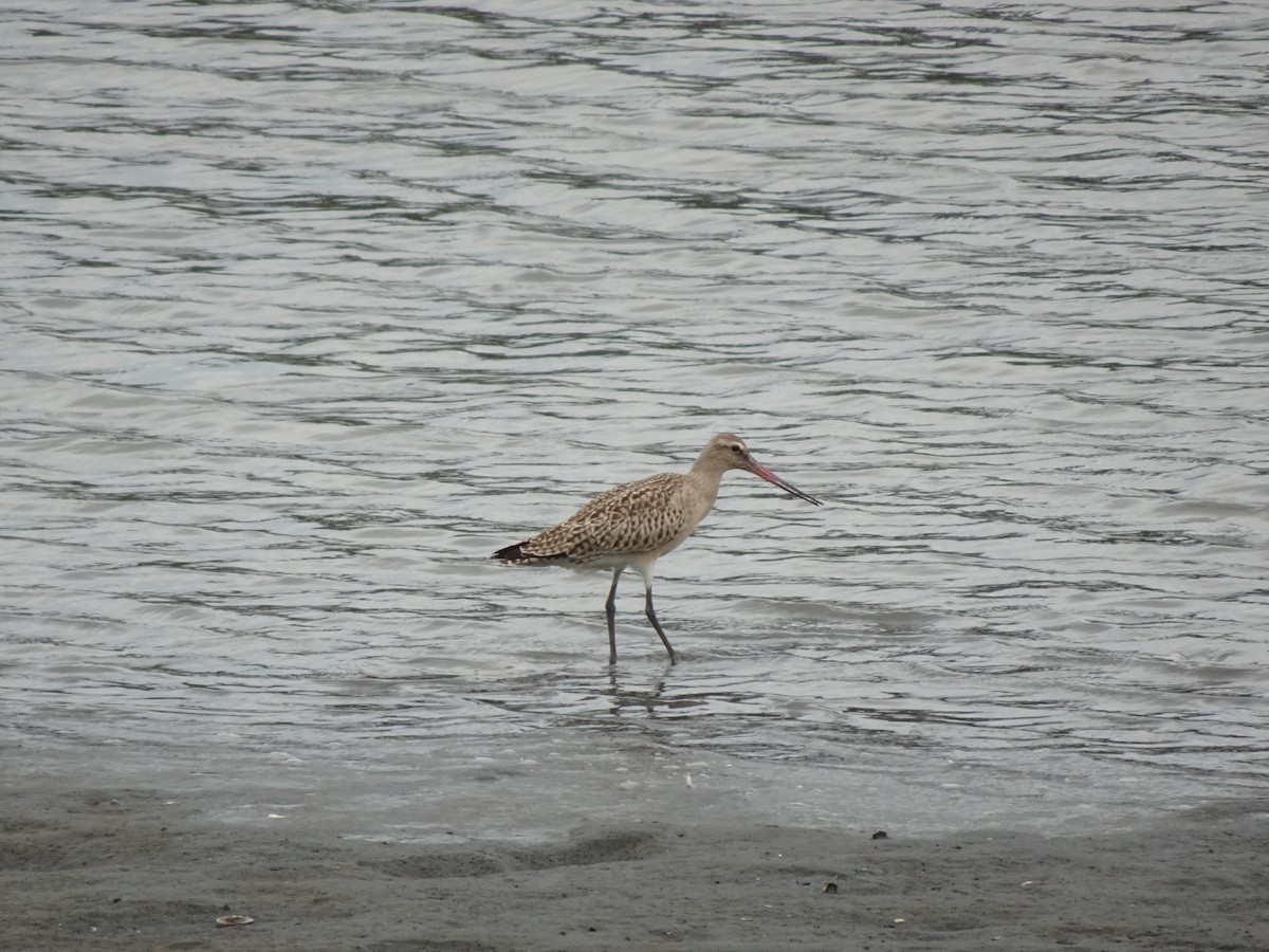 Bar-tailed Godwit - ML623737571