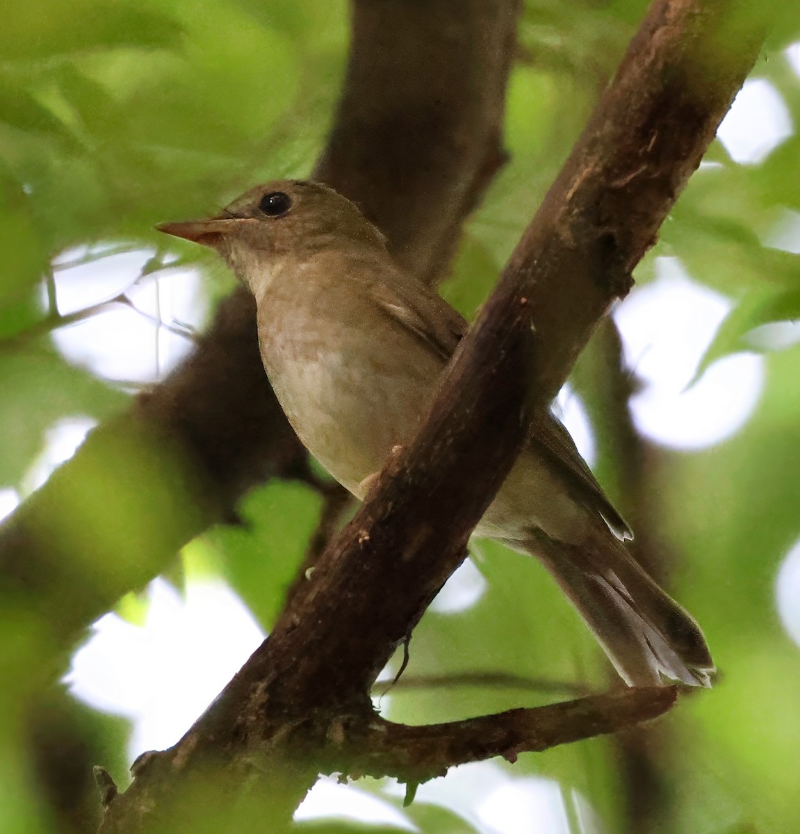 Brown-chested Jungle Flycatcher - ML623737574