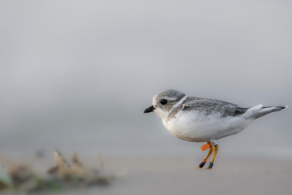 Piping Plover - ML623737598