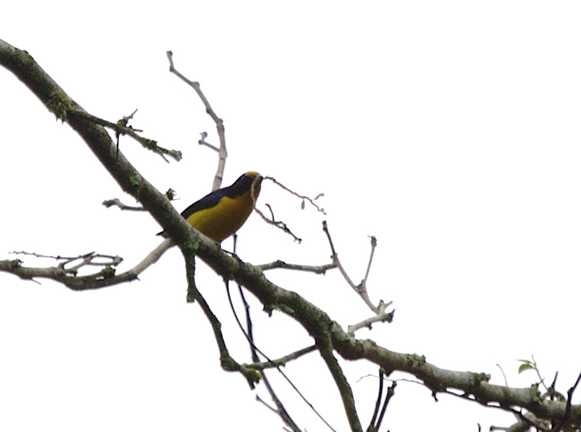 Violaceous Euphonia - ML623737599