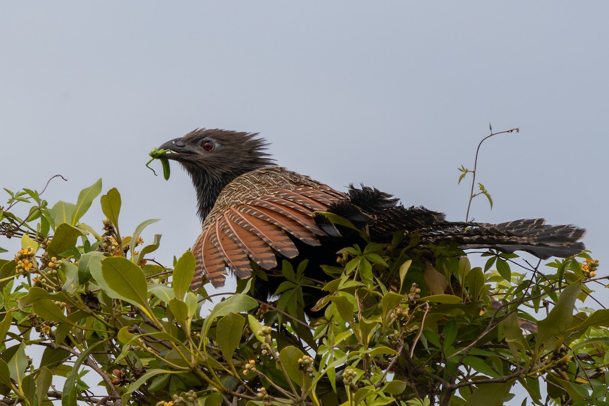 Pheasant Coucal - ML623737612